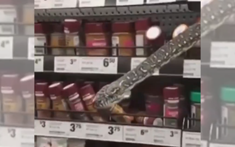 VÍDEO | Mulher encontra cobra de 3 metros em prateleira de supermercado