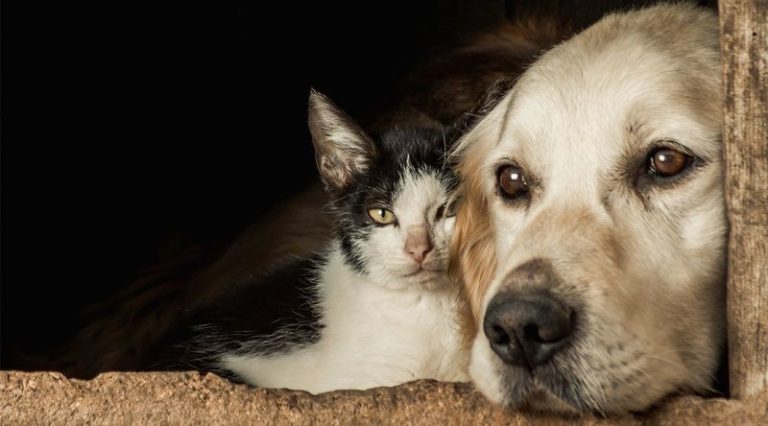 Cães e gatos podem ter vírus da covid-19, mas não transmitem a doença