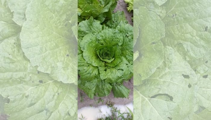 Chuva de granizo destrói plantações e assusta moradores no Estado