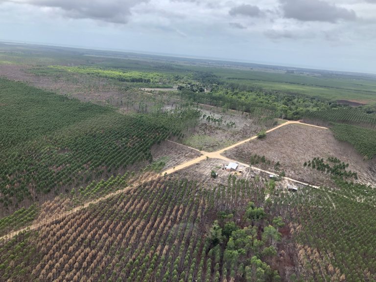 Incêndios ameaçam florestas no Estado