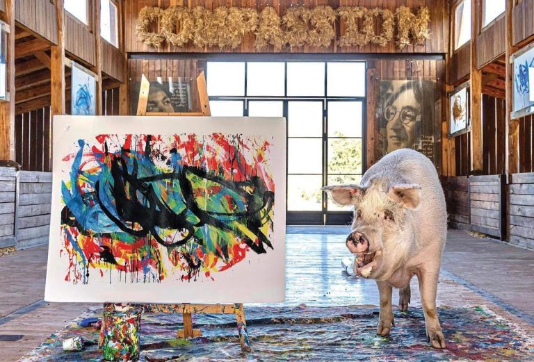 Porca pintora conhecida como “Pigcasso” vende quadro por R$ 150 mil