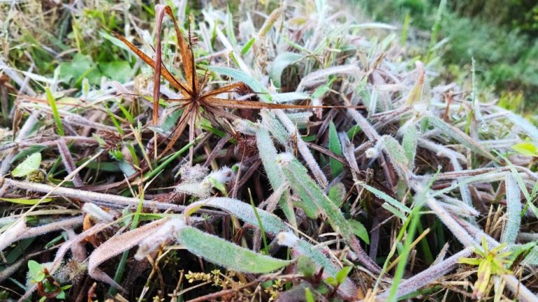 Cidade capixaba registra geada e temperatura de 1ºC nesta sexta
