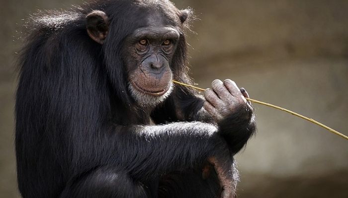 Sons emitidos por chimpanzés lembram nossa gramática, afirma estudo