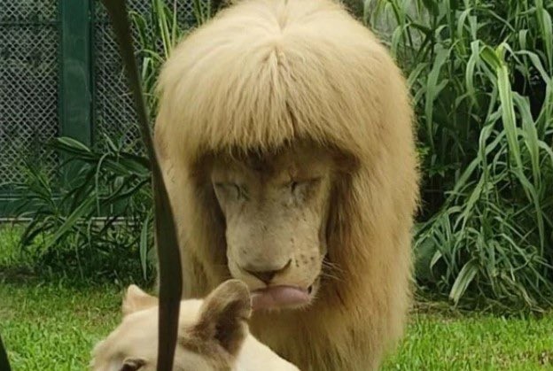 Leão com franja é fotografado em zoológico na China