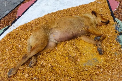 Cadela caramelo tira “soneca” em tapete de Corpus Christi no Sul do Estado
