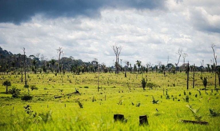 Amazônia registra desmatamento de 2.000 campos de futebol por dia em 2022