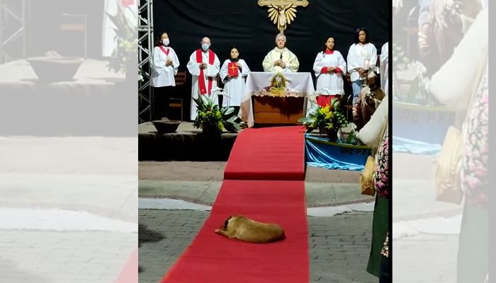 Olha ela de novo! Cadela que viralizou em Corpus Christi tira soneca em missa