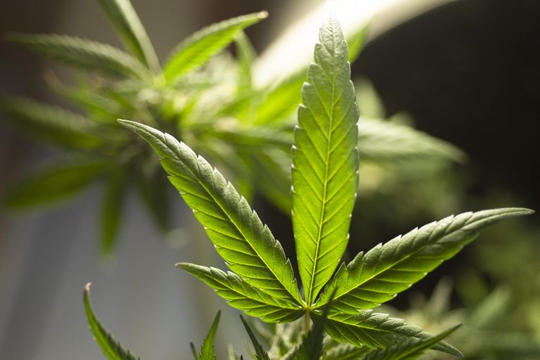 STJ autoriza três pessoas a cultivarem maconha para fins medicinais