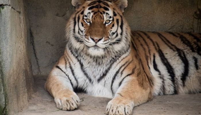 Tigre morre após contrair covid-19 nos Estados Unidos