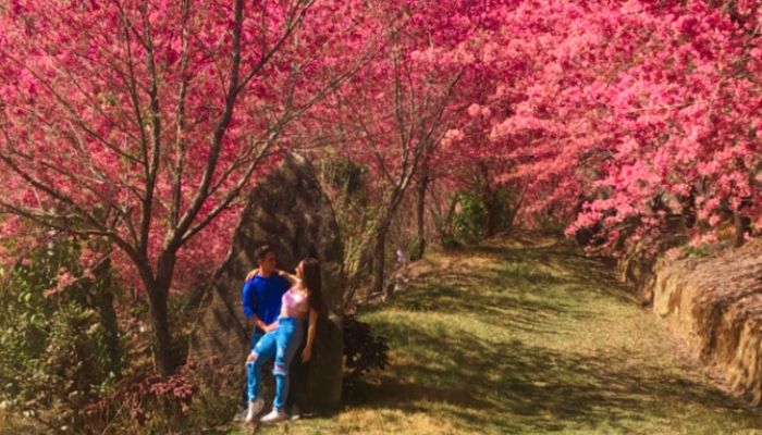 Bosque da cerejeiras reabre na sexta-feira