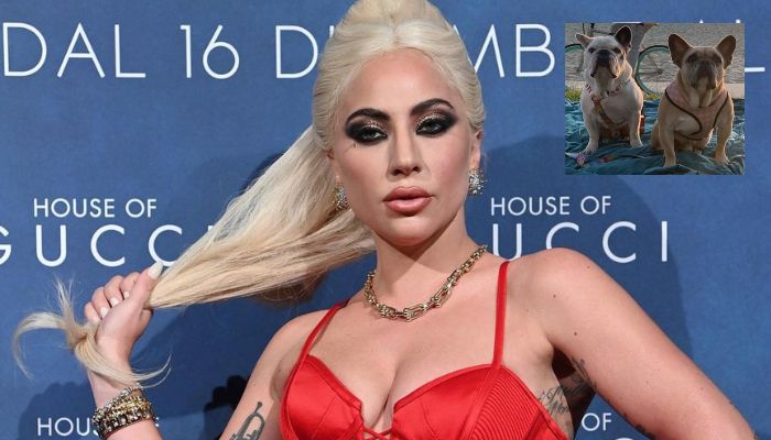 Polícia oferece R$27 mil por informações do suspeito de roubar cães de Lady Gaga