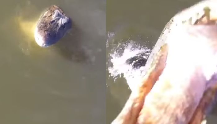 Vídeo mostra jacaré abocanhando drone em pleno voo; veja