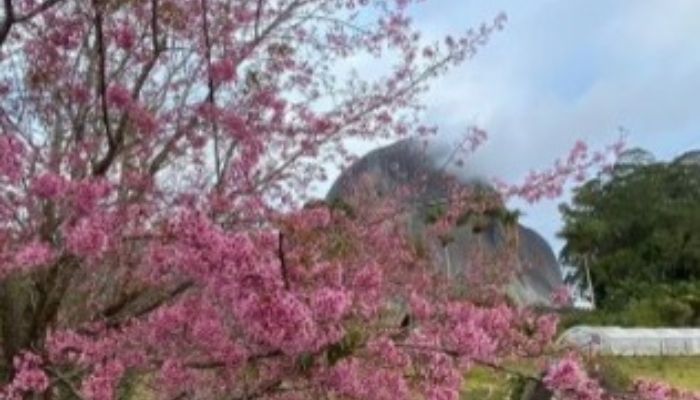 Visita às cerejeiras nas montanhas capixabas é cancelada por conta do clima