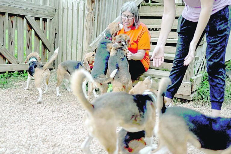 EUA salvam 4 mil cães de laboratório
