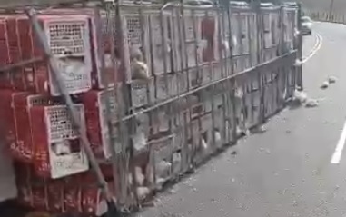 VÍDEO | Caminhão com carga de frangos vivos tomba no Sul do Espírito Santo