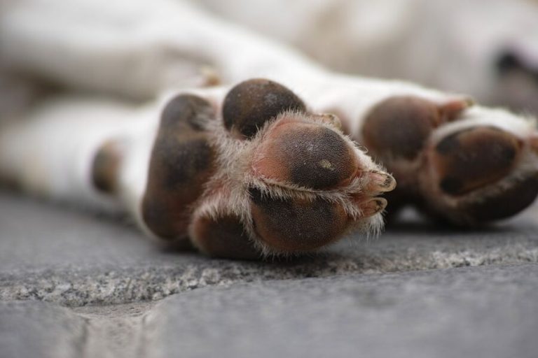 Nova varíola: Brasil tem 1º caso de transmissão de homem para cachorro