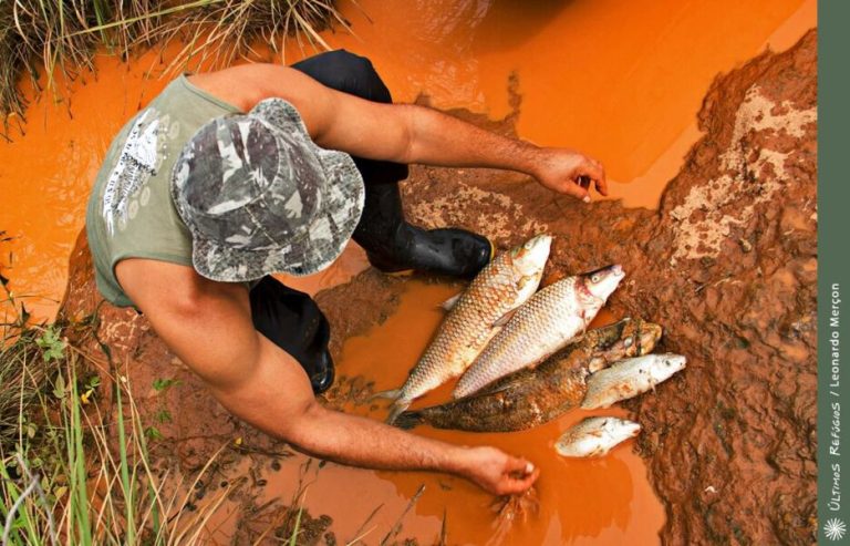 Laudo aponta que peixe do Rio Doce está contaminado