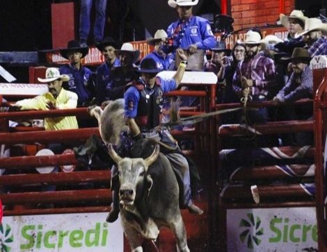 Justiça proíbe rodeios em MG por risco de morte de animais