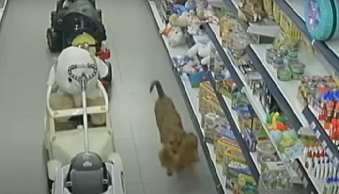VÍDEO | Cachorro é flagrado “furtando” bichinho de pelúcia de loja