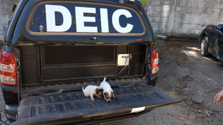 Casal é preso por golpe na venda de cães e por armazenar pornografia infantil