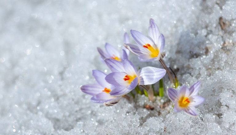 Primavera começa com neve no Sul do Brasil