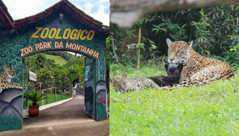 Bióloga atacada por onça em zoológico do ES respira sem aparelhos