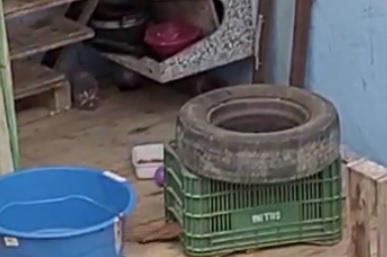 Cachorro que sofria maus-tratos é resgatado no Sul do ES