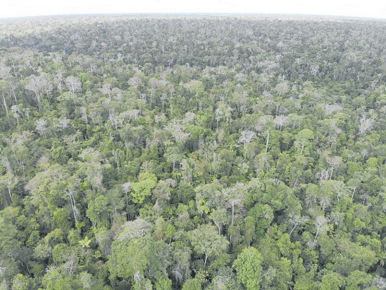 Ações que ajudam a proteger a fauna e a flora no Estado