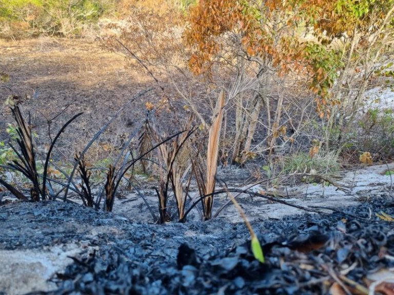 Incêndio em parque ambiental: investigação deve ser concluída em 40 dias