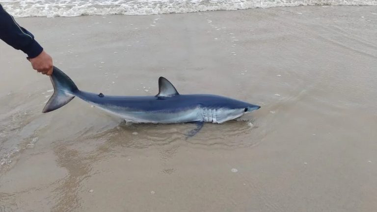 Tubarão apontado como o mais rápido do mundo encalha em praia de SP