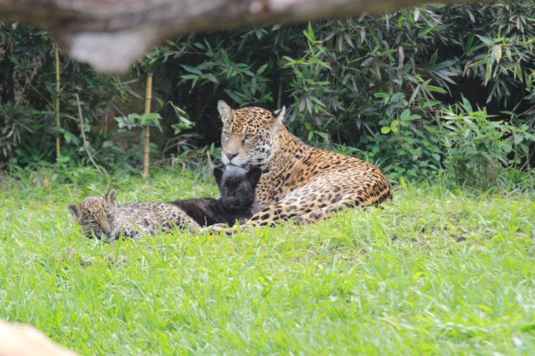 Acidente em zoológico: polícia vai apurar ataque de onça