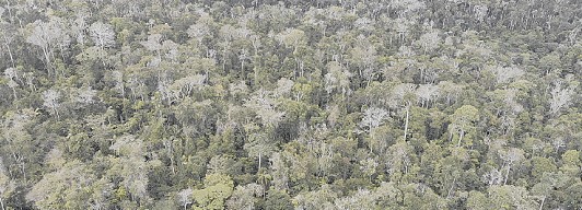 Ações que ajudam a proteger a fauna e a flora no Estado