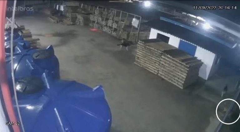Vídeo mostra fuga de cachorros para atacar grávida em Guarapari