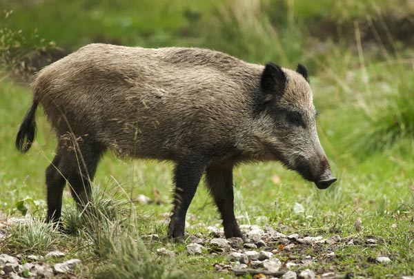Cidade do ES faz reunião para discutir risco de invasão de javalis