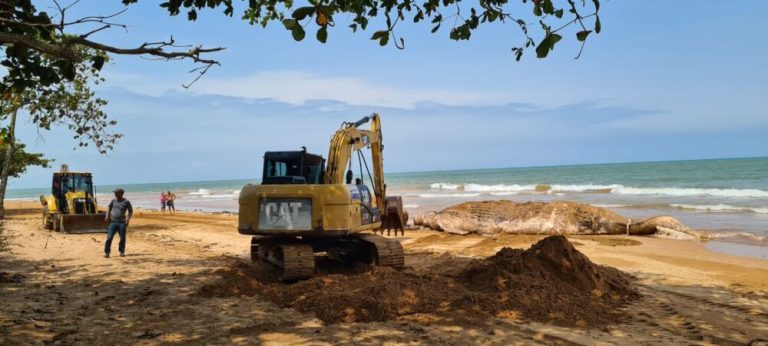 Baleia aparece morta em areia de praia do Espírito Santo