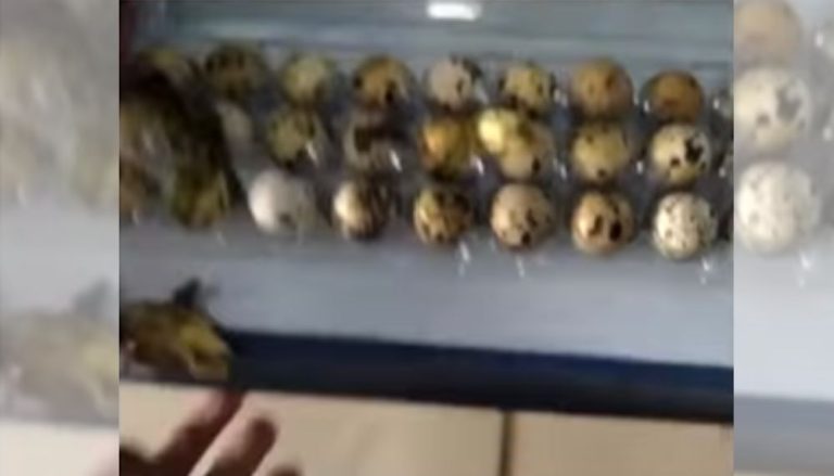VÍDEO | Codornas nascem em prateleira de mercado após dia de calor no Piauí