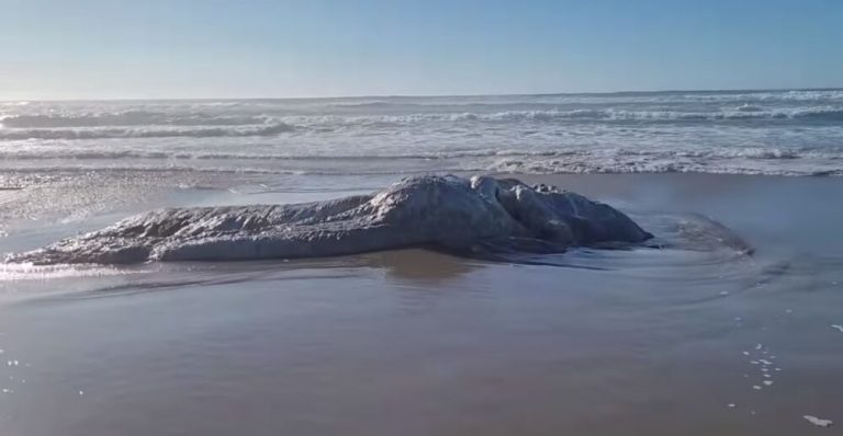 VÍDEO | Casal encontra “monstro marinho” em praia