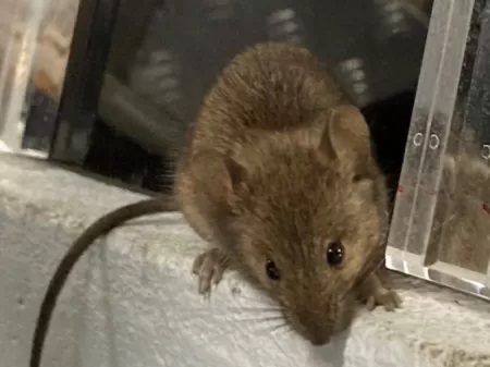 Idosa alimenta ratos que infestaram sua casa e gera confusão com vizinhos