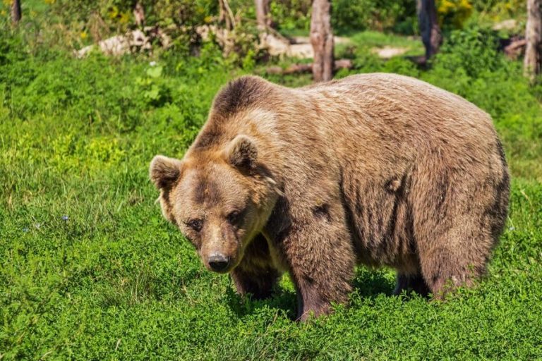 Jovens usam luta livre para se defender de ataque de urso