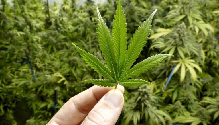 Alemanha avança em planos para legalizar uso recreativo de maconha