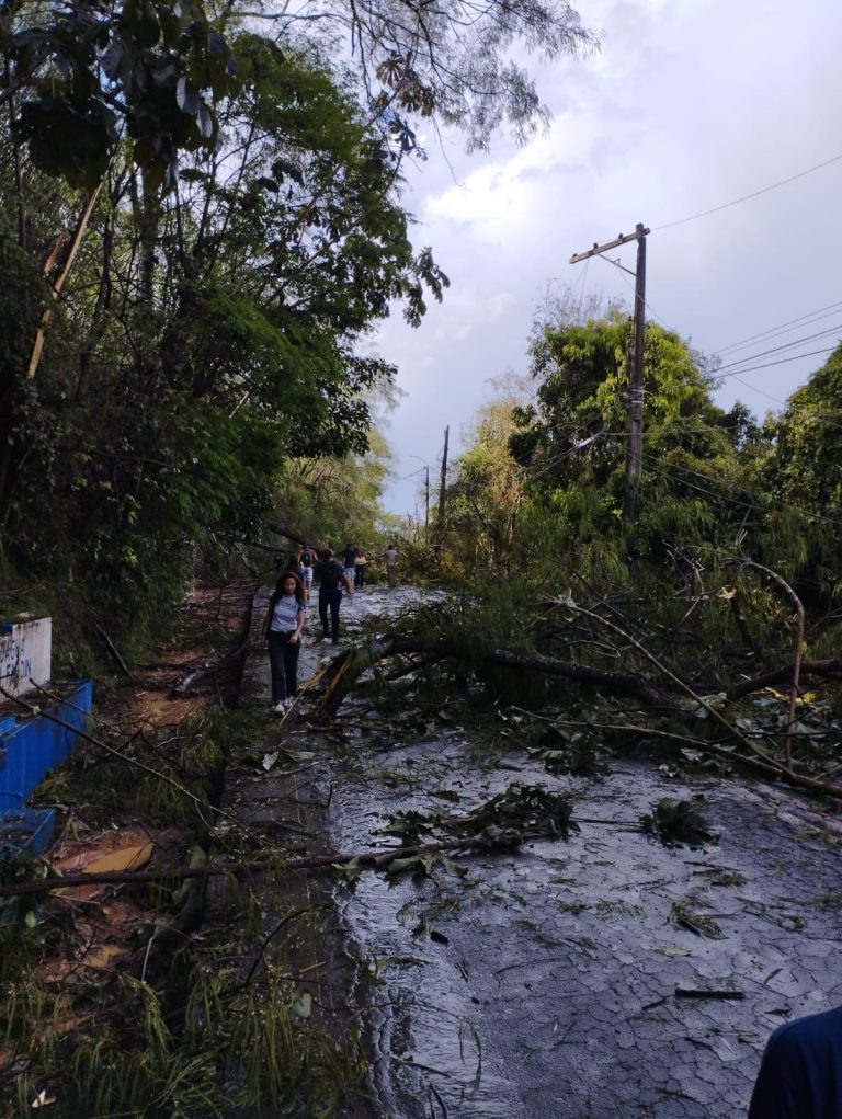 Chuva derruba árvores e interdita rodovia no ES