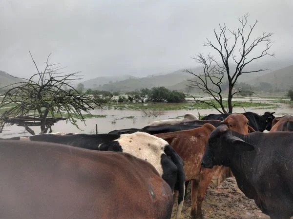 Vacas ficam “ilhadas” após rio transbordar em cidade do ES
