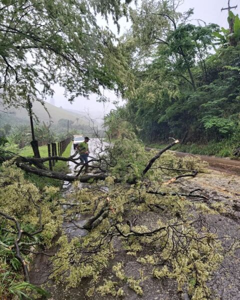Chuva e ventos fortes derrubam árvores em cidades do ES