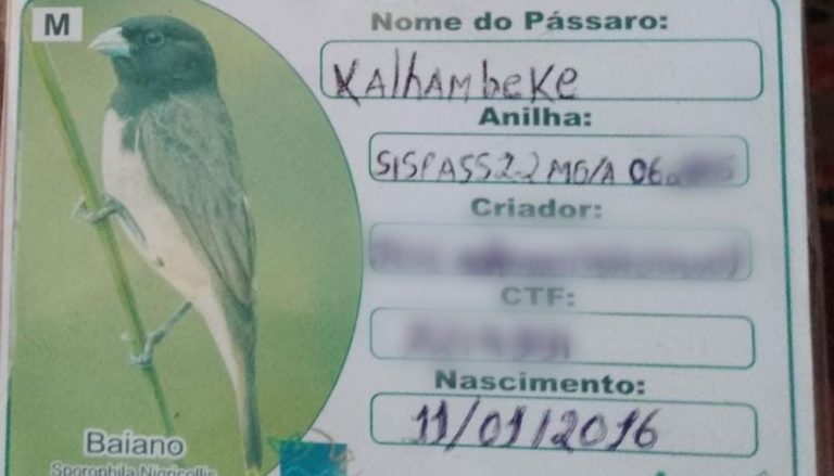 Homem foi morto por dívida de 2,5 mil em compra de passarinho no ES