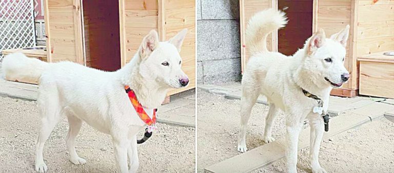 Cães dados por Kim Jong-un provocam disputa em Seul