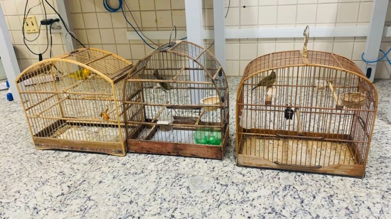 Polícia prende homem e apreende drogas e animais silvestres