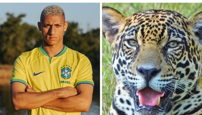 “Filho” de Richarlison, onça-pintada Acerola aparece no Pantanal