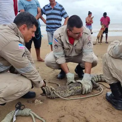 Jacaré é resgatado em praia do Espírito Santo