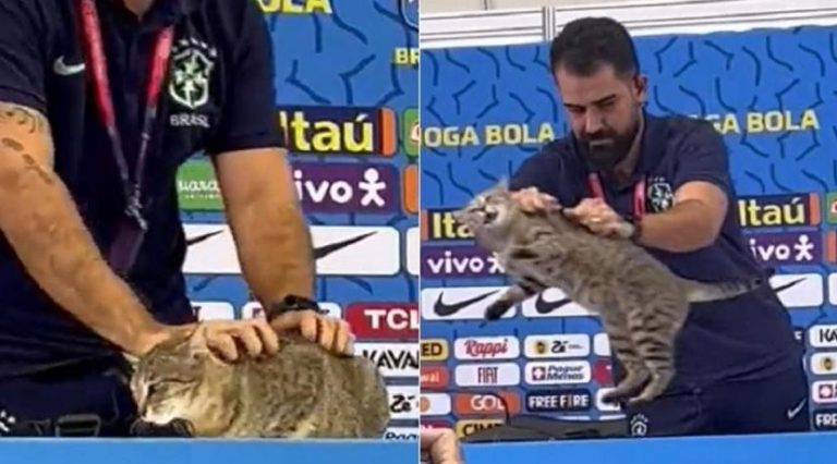 ONGs pedem multa de R$ 1 milhão à CBF por episódio com gato na Copa