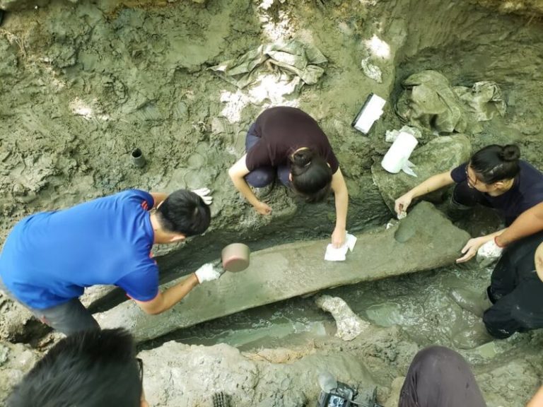 Fóssil de baleia pré-histórica é descoberto no meio de floresta